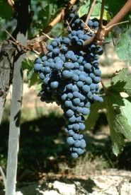 Ripe Bunch